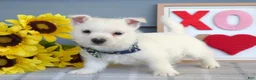 West Highland Terrier dogs for sale: Baxter - Ad 4