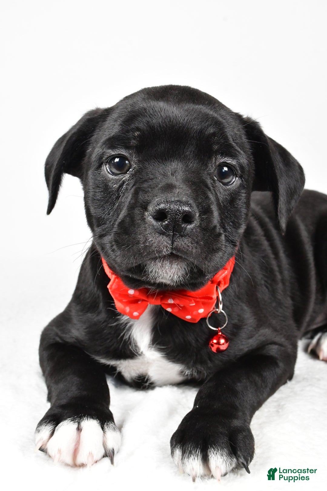 Mixed Breed dogs for sale: Dexter - Ad 5