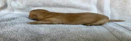 Miniature Dachshund dogs for sale: DAWWG POUND’S POCKET-SIZED QB - Ad 7