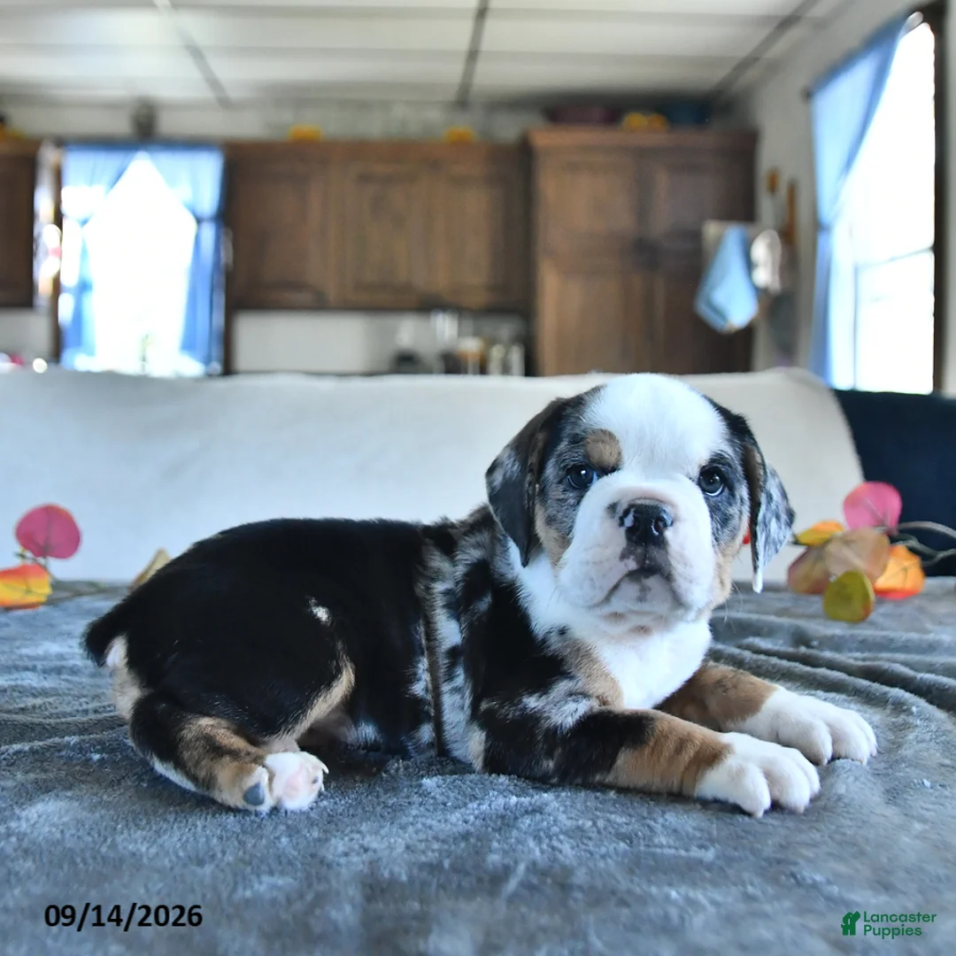 Beabull dogs for sale: Vienna - Ad 2