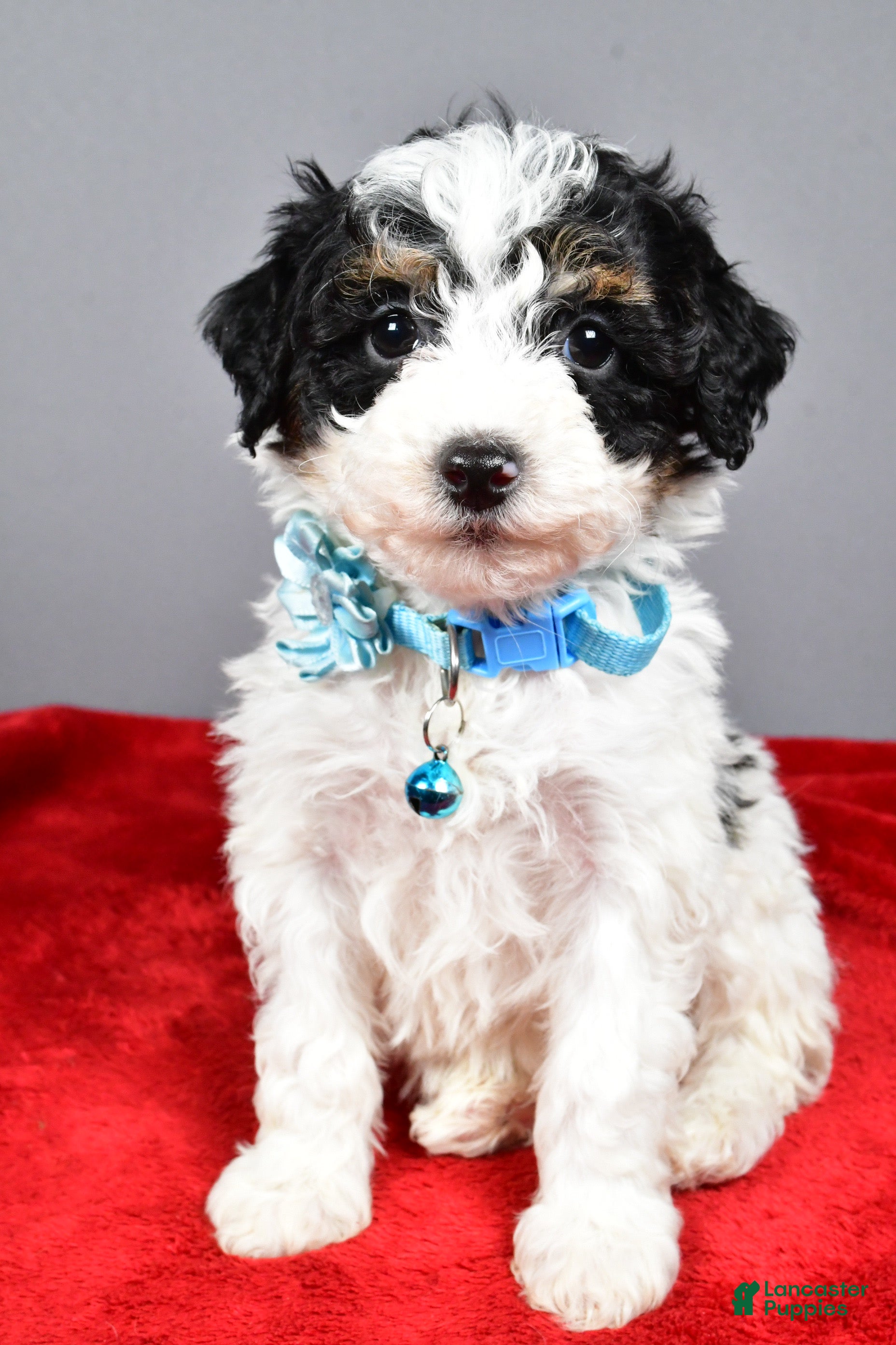 Miniature Poodle dogs Abby - Ad 8