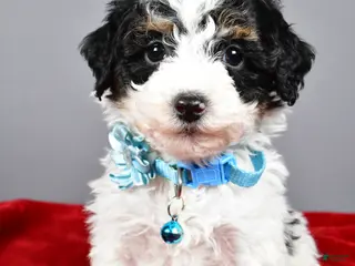 Miniature Poodle dogs Abby - Ad 19