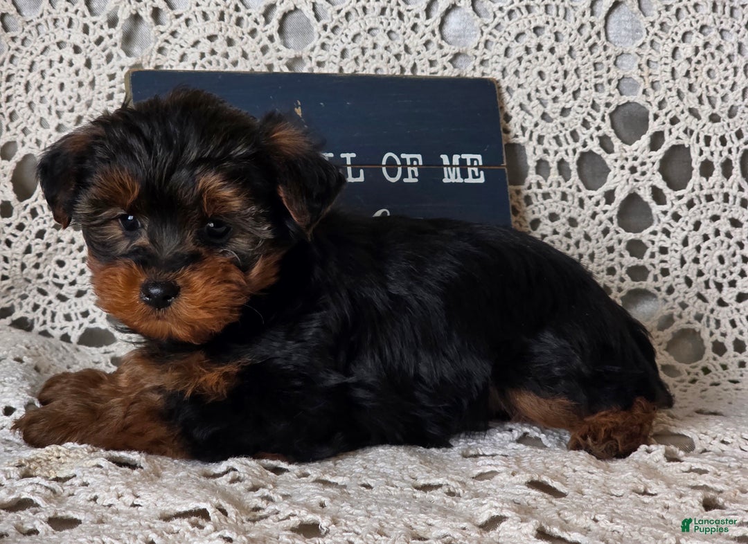 Yorkiepoo dogs for sale: Romeo - Ad 6