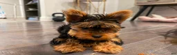 Yorkshire Terrier dogs for sale: Eva Gigi-AKC  Potty and Crate Trained  - Ad 3