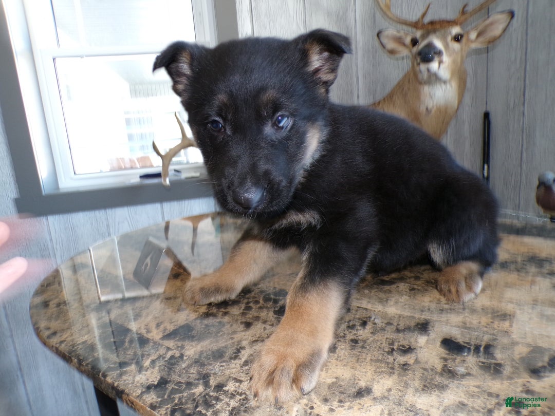 German Shepherd dogs for sale: German Shepherd Puppy 6 Max - Ad 2