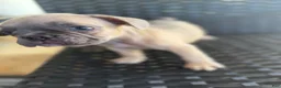 French Bulldog dogs for sale: Shadow  - Ad 2