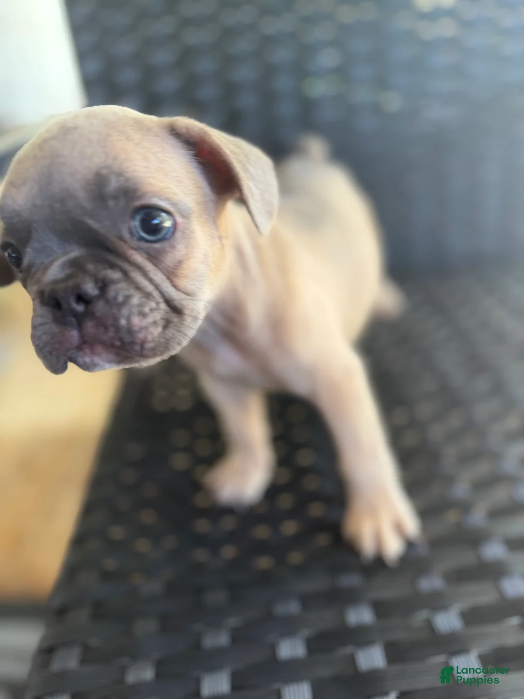 French Bulldog dogs for sale: Shadow  - Ad 2