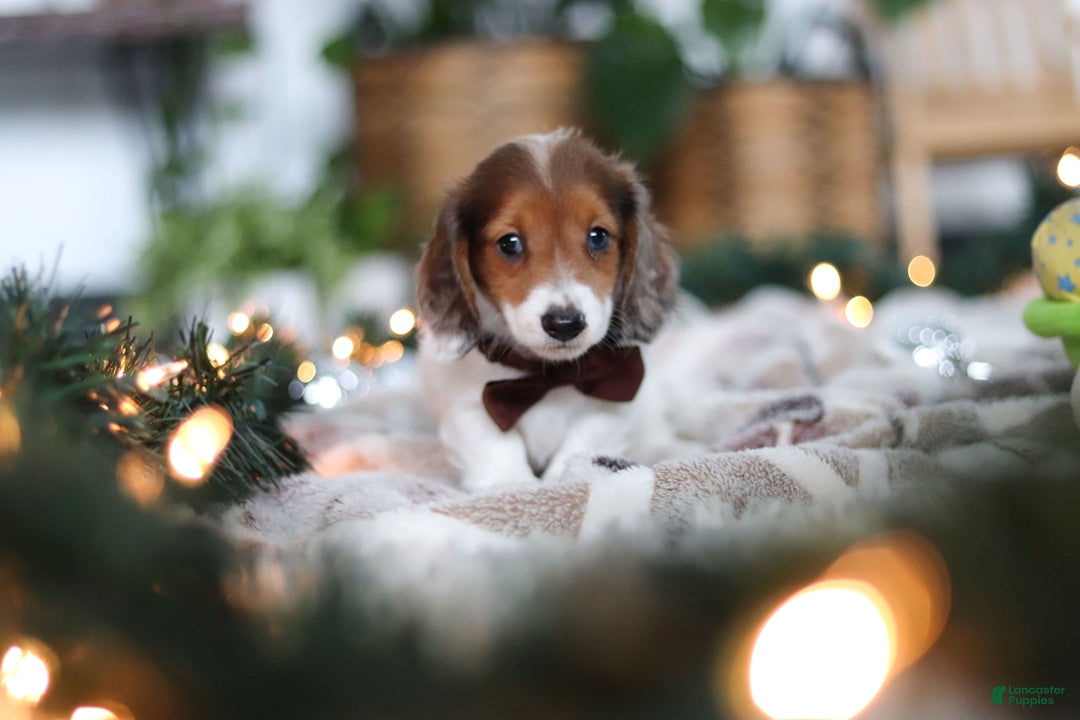 Miniature Dachshund dogs for sale: Theo - Ad 8