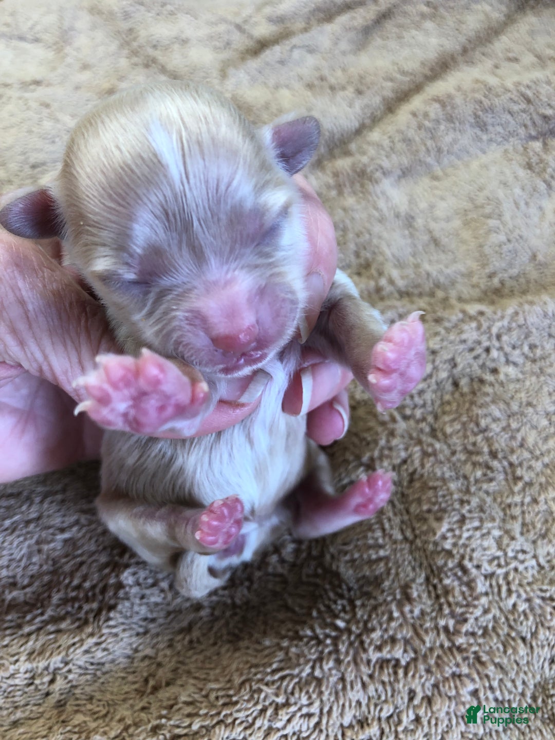 Maltipoo dogs for sale: Keiki - Ad 9