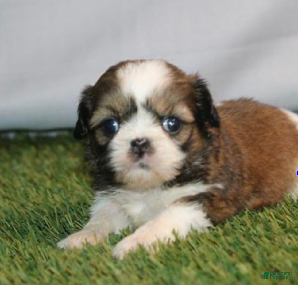 Shih Tzu dogs Melanie - Ad 16