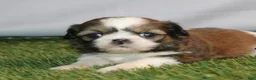 Shih Tzu dogs for sale: Melanie - Ad 1