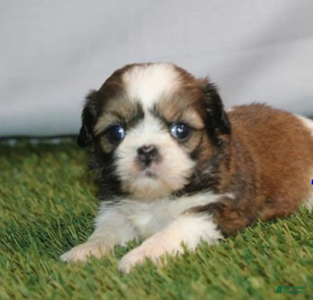Shih Tzu dogs for sale: Melanie - Ad 1