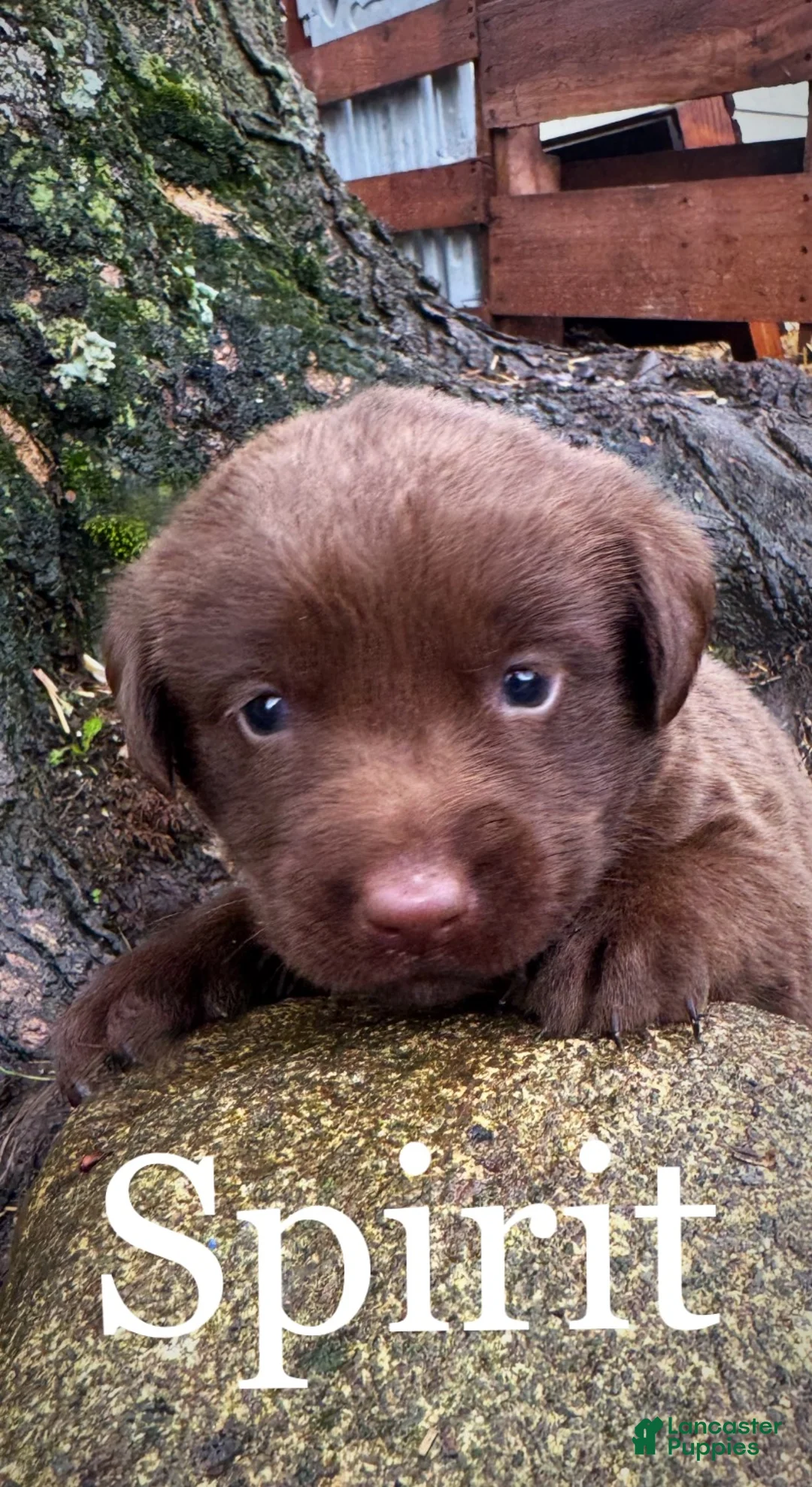 Labrador Retriever dogs for sale: Labrador Retriever Puppy 1 - Ad 2