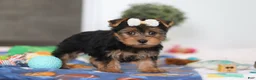 Yorkshire Terrier dogs for sale: Cora - Ad 4