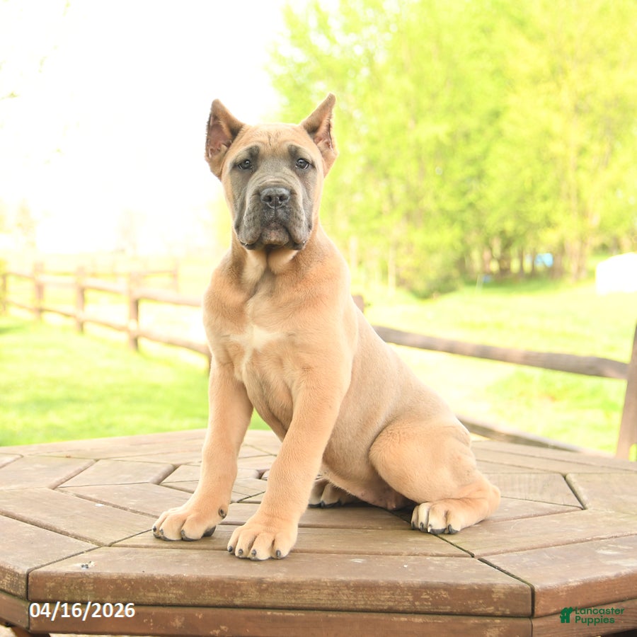 Cane Corso dogs Whisper - Ad 1