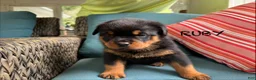 Rottweiler dogs for sale: Ruby - Ad 7
