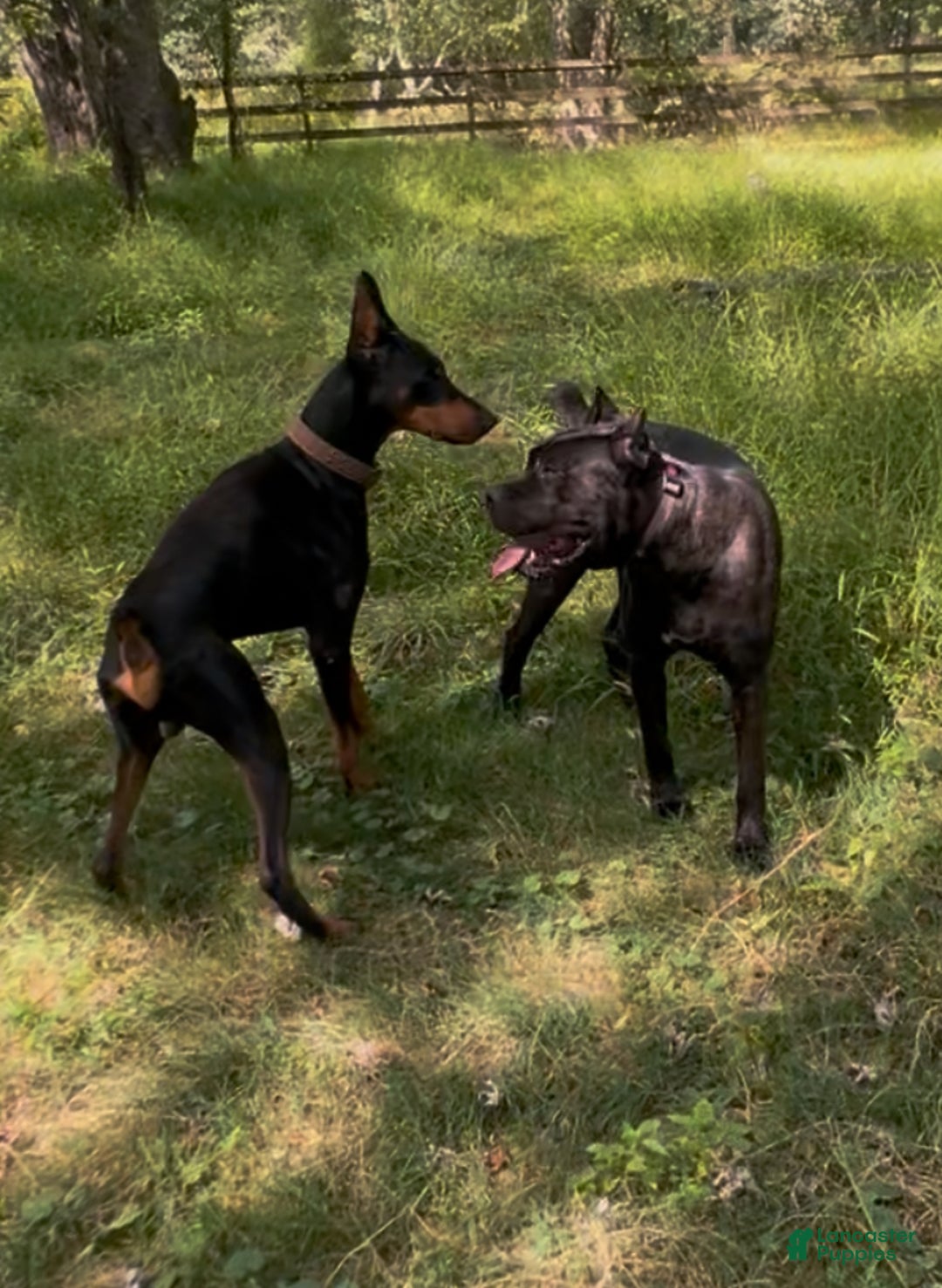 Mixed Breed dogs for sale: White - Ad 7