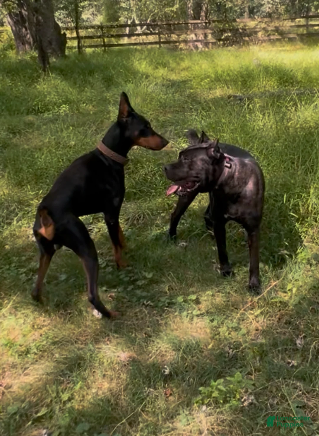 Mixed Breed dogs for sale: Pink - Ad 4