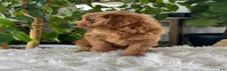 Mini Goldendoodle dogs for sale: Chloe  - Ad 3