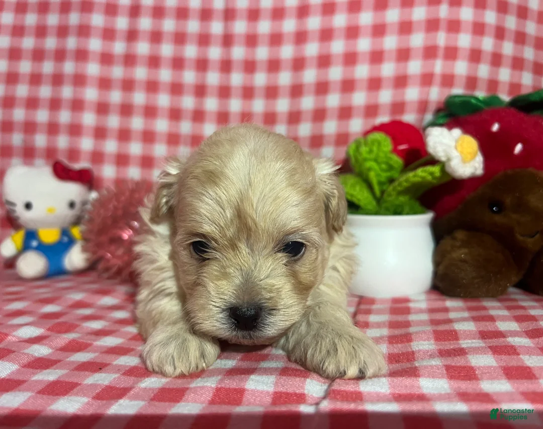 Maltipoo dogs for sale: Maltipoo Puppy 3 - Ad 1