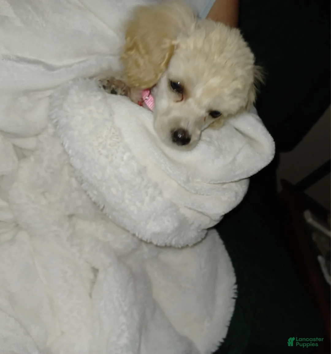 Toy Poodle dogs for sale: Toy Poodle Puppy 1 - Ad 2