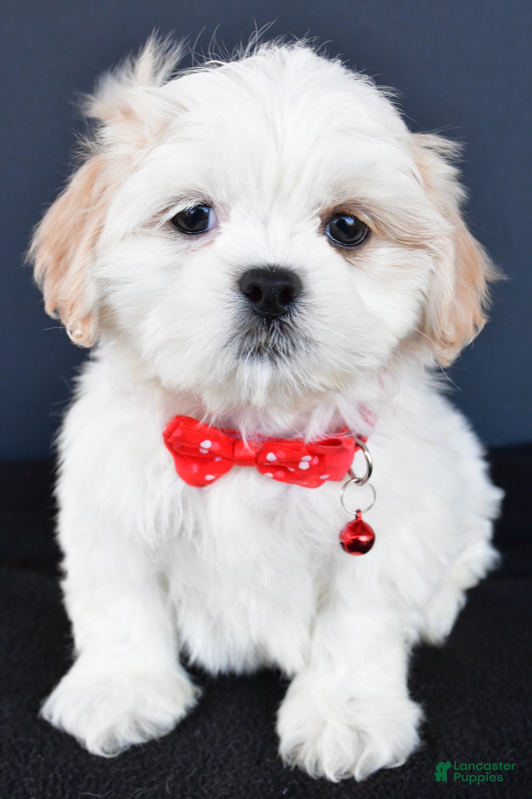 Shih Tzu dogs for sale: Riley - Ad 4
