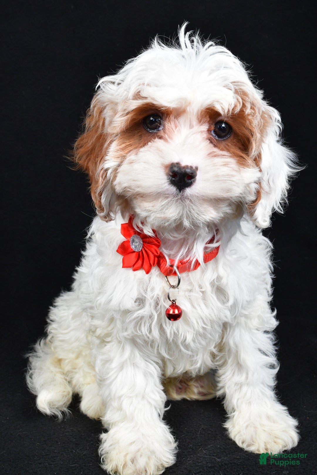 Cavapoo dogs for sale: Sienna - Ad 7