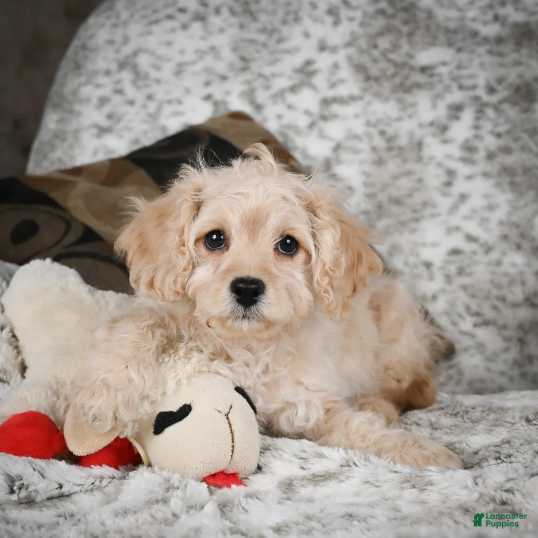 Cavapoo dogs for sale: Sammy - Ad 6