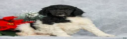 Standard Poodle dogs for sale: Pippa  - Ad 2