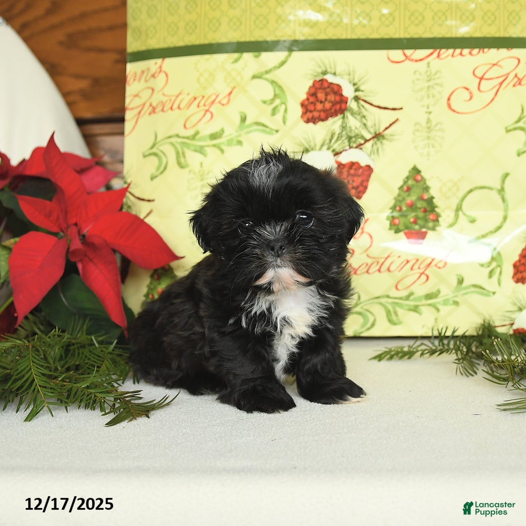 Shih Tzu dogs for sale: Buddy - Ad 1