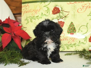 Shih Tzu dogs Buddy - Ad 8