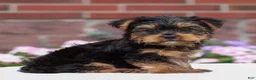 Yorkshire Terrier dogs for sale: Jack  - Ad 2