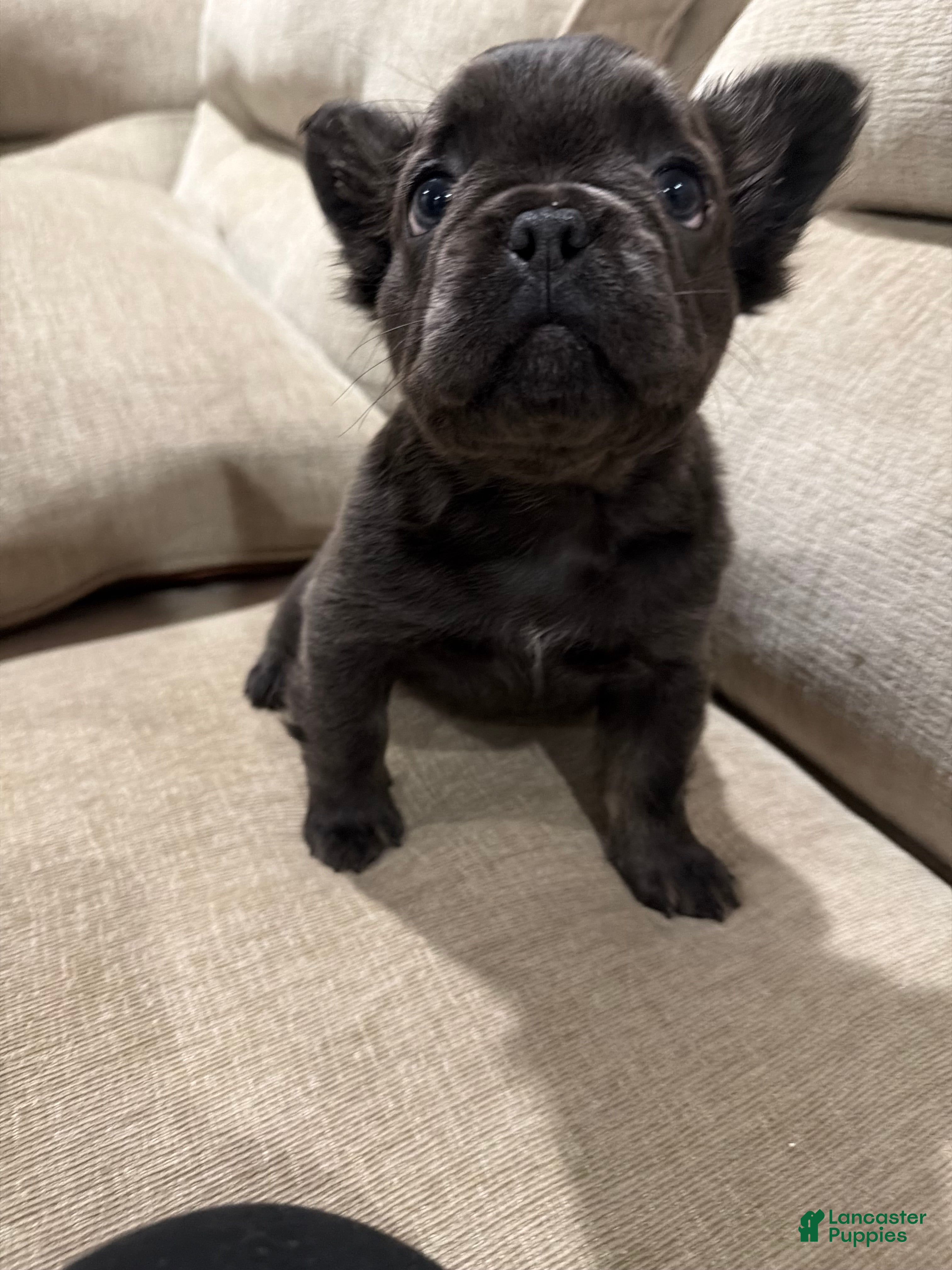 French Bulldog dogs French Bulldog 1 - Ad 2