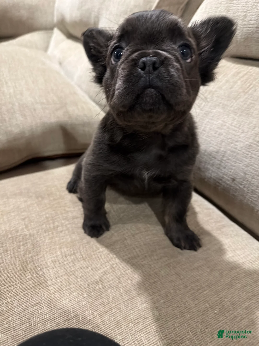 French Bulldog dogs for sale: French Bulldog 1 - Ad 2