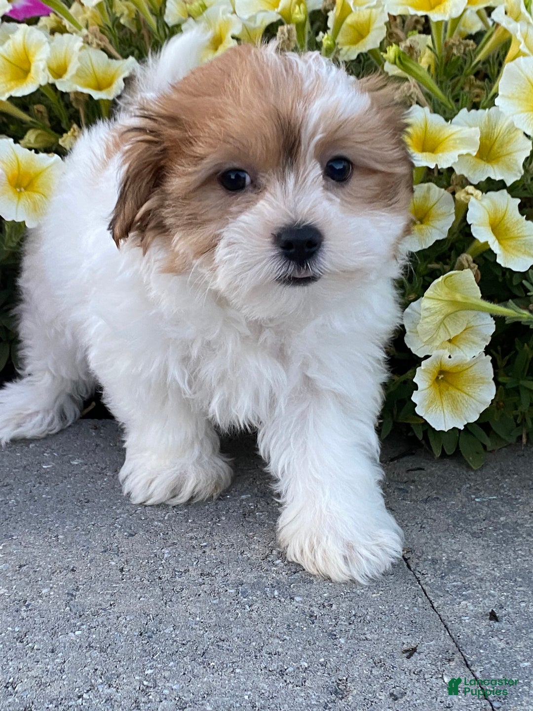 Havanese dogs for sale: Harmony - Ad 2