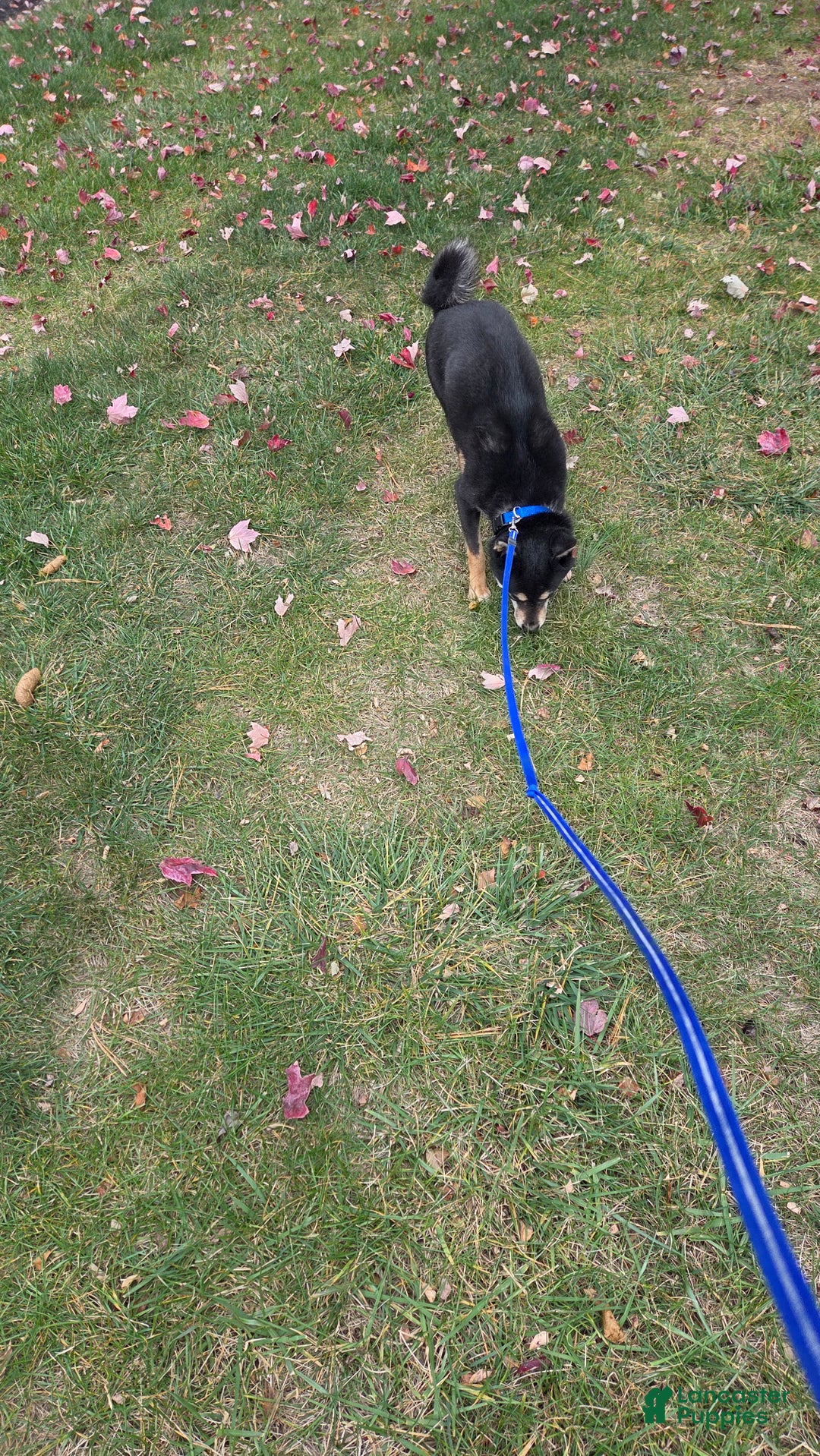 Shiba Inu dogs for sale: Shiba Inu Puppy 1 - Ad 14