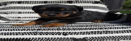 Rottweiler dogs for sale: Fritz - Ad 2
