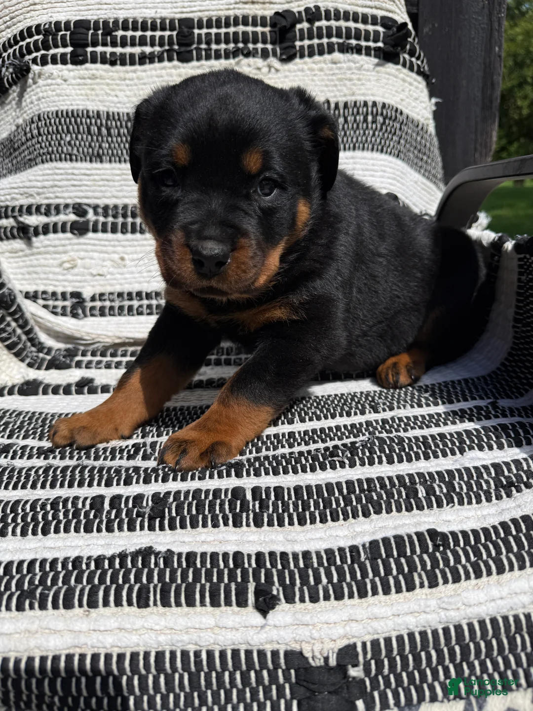 Rottweiler dogs for sale: Fritz - Ad 2