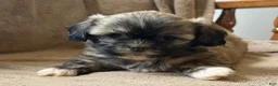 Shih Tzu dogs for sale: Caya - Ad 9
