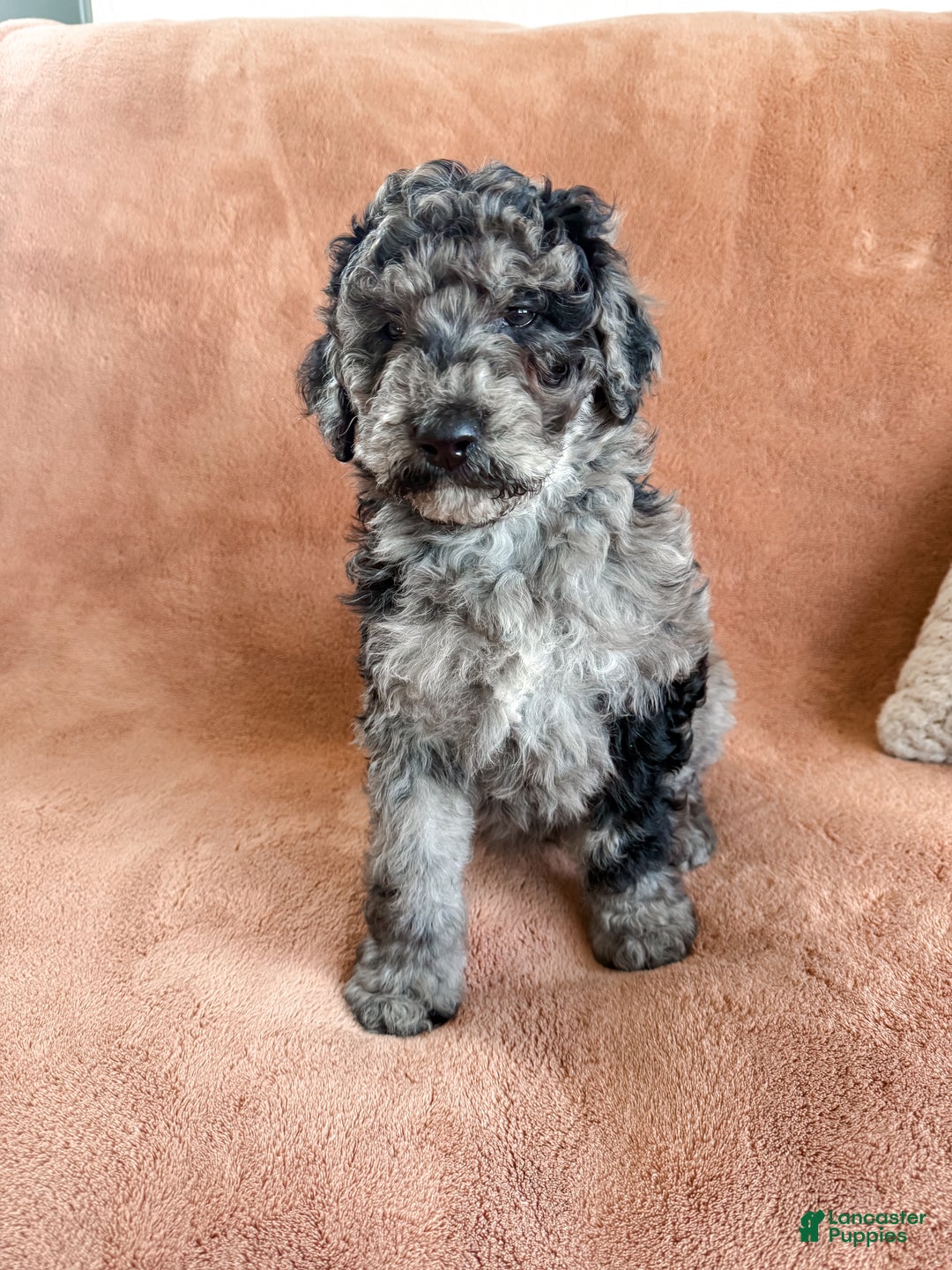 Aussiedoodle dogs for sale: Jackson - Ad 2