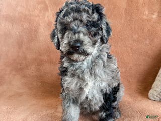 Aussiedoodle dogs Jackson - Ad 33
