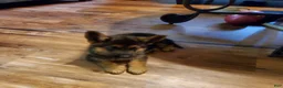 German Shepherd dogs for sale: Yellow Male - Ad 7