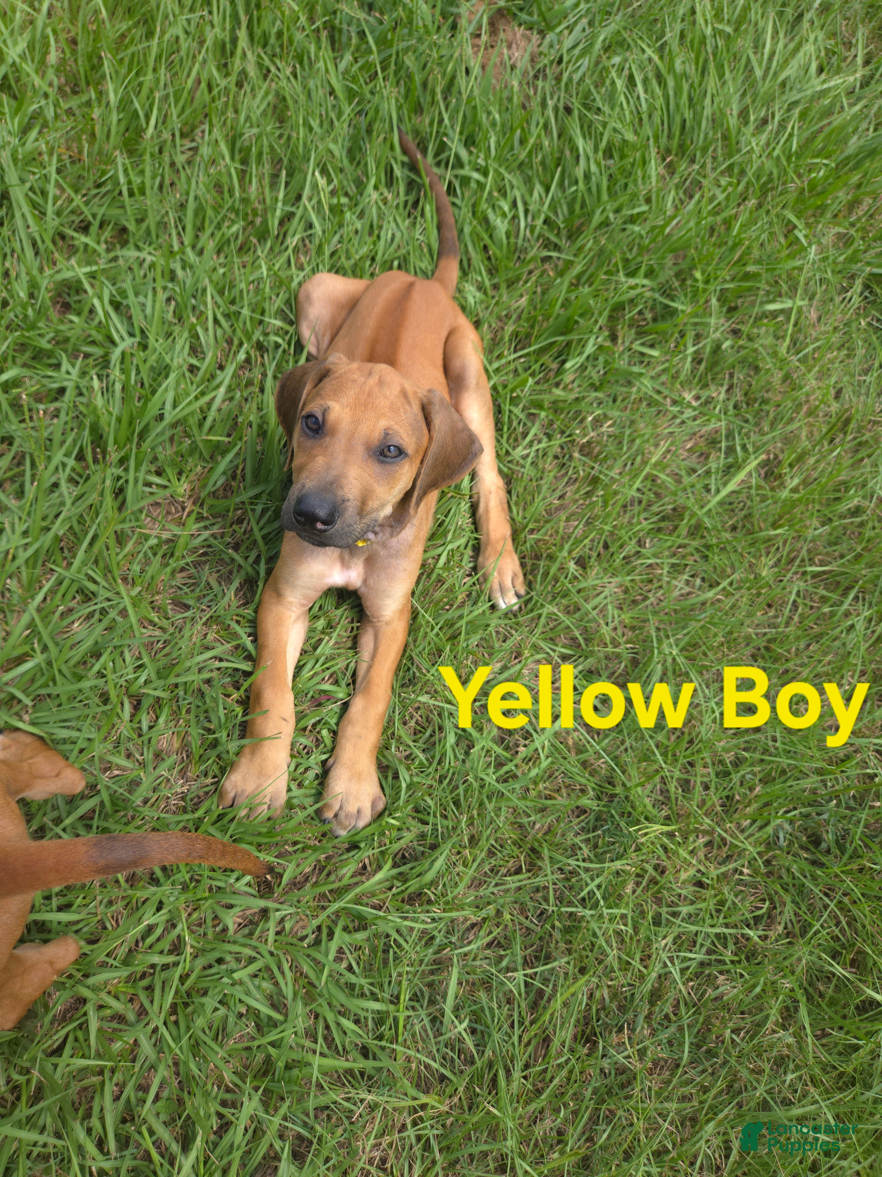 Rhodesian Ridgeback dogs Yellow Boy  - Ad 2