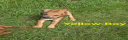 Rhodesian Ridgeback dogs for sale: Yellow Boy  - Ad 2