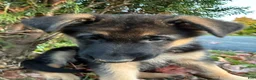 German Shepherd dogs for sale: Liberty - Ad 3