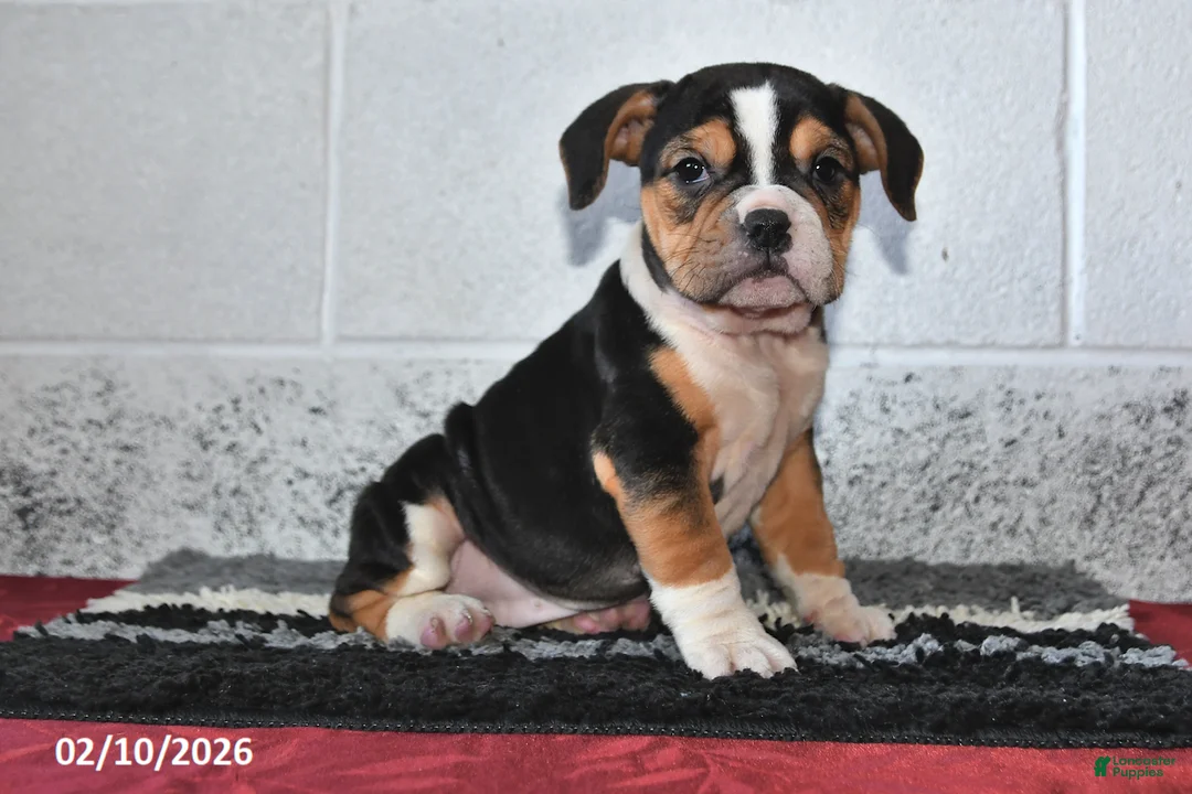 Beabull dogs for sale: Savannah - Ad 3