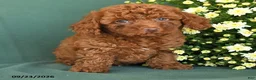 Toy Poodle dogs for sale: Micah - Ad 3