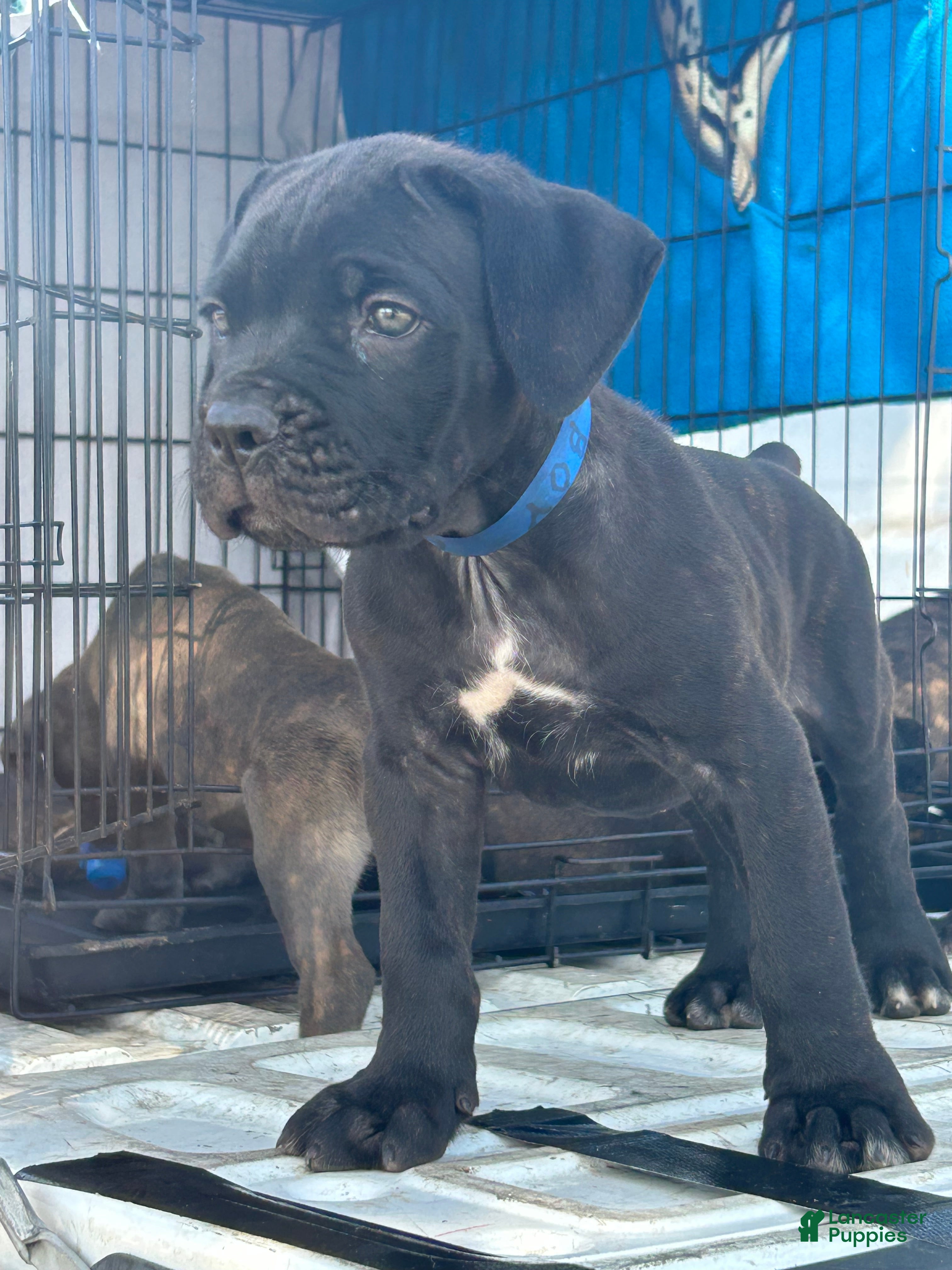 Cane Corso dogs Cane Corso 1 - Ad 2