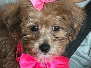 Mixed Breed dogs - Ad 9