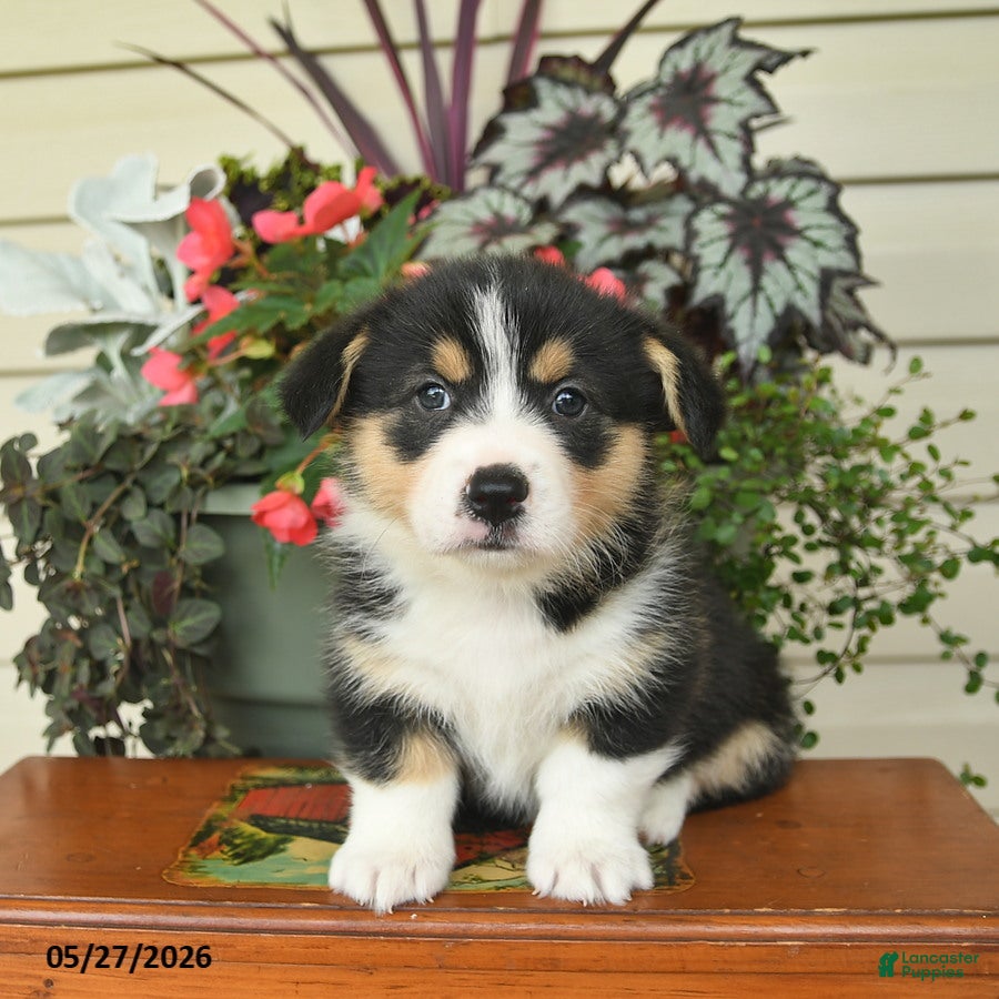 Welsh Corgi Pembroke dogs for sale: Albert  - Ad 2